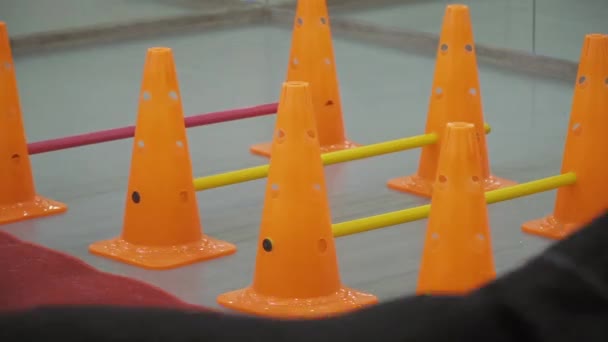Чорний лабрадор проходить через бар'єри в спортзалі — стокове відео