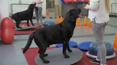 Cynologist spor salonunda Siyah labrador trenler