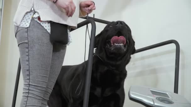 Kobieta pociąg czarny labrador na bieżni — Wideo stockowe