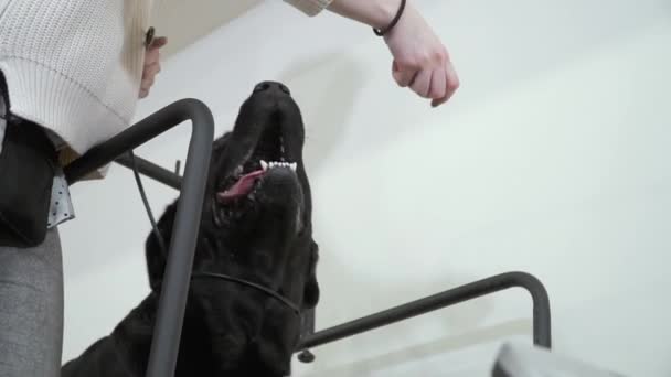 Cynologist träna att köra svart labrador på löpbandet — Stockvideo