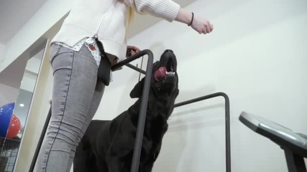 Czarny labrador działa na bieżni — Wideo stockowe