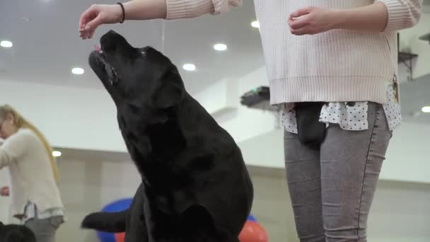 Femme est chien d'entraînement dans la salle de gym — Video