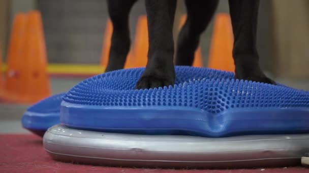 Addestramento dei cani per mantenere l'equilibrio su una piattaforma speciale — Video Stock