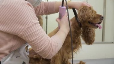 Yavru horoz İspanyol salonda profesyonel stilist tıraş