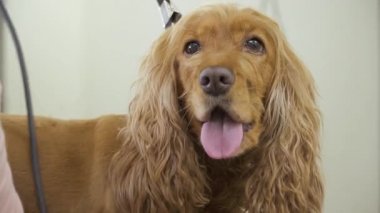 Tüyleri tıraş sırasında şirin cocker spaniel portresi