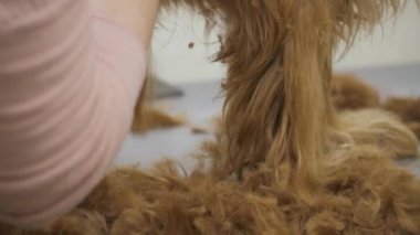 Tıraş cocker spaniel süreci