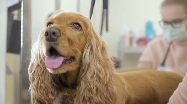 Salonda tüyleri tıraş sırasında mutlu köpek portresi