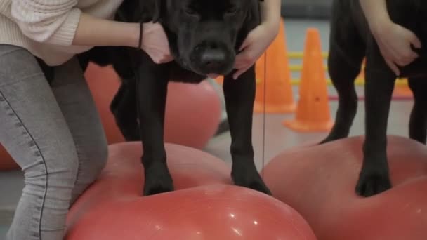 Жінка поклала собаку на м'яч, щоб навчити його зберігати рівновагу — стокове відео