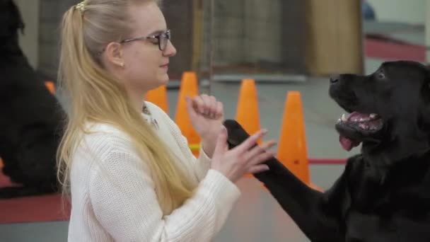 Молода дівчина навчає лабрадора давати їй лапу — стокове відео