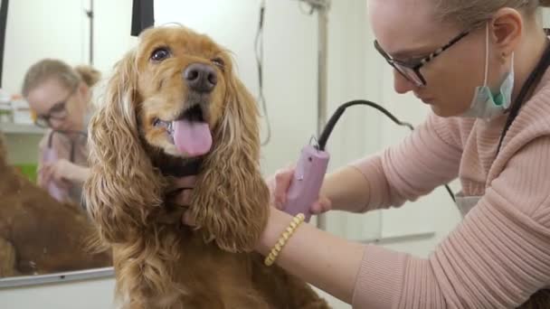 美容师剃在沙龙剃刀的卡卡猎犬 — 图库视频影像