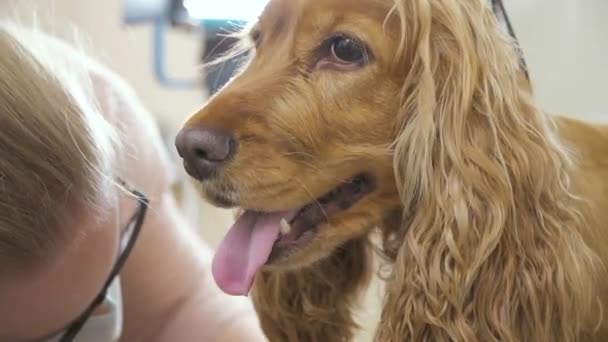 Стилист бреет собаку в салоне — стоковое видео