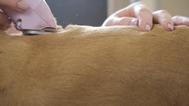 Shaving fur of cocker spaniel — Stock Video