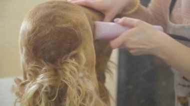 Stilist tıraş cocker spaniel salonda