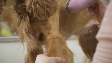 Köpek elektrikli ustura ile tıraş kürk süreci