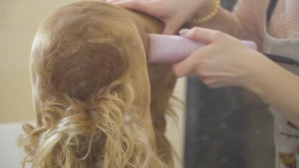 Стиліст гоління кокер спанієль в салоні — стокове відео