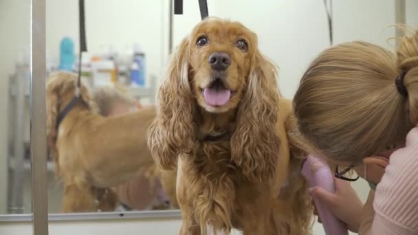 Грумер бреет мех собаки в салоне — стоковое видео
