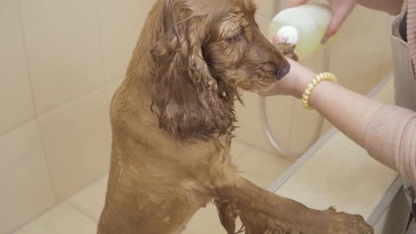 Čeledín omývá zlatý kokršpaněl v zoo salonu — Stock video