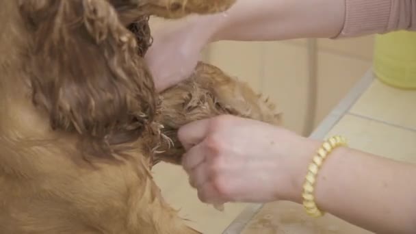 El peluquero lava la piel del cocker spaniel — Vídeos de Stock