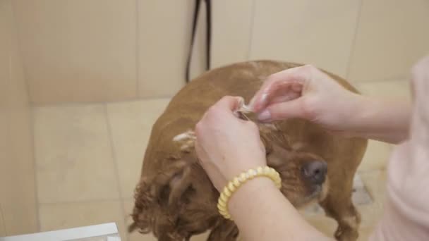 Groomer tvättar huvudet av gyllene cocker spaniel i badet i zoo salong — Stockvideo