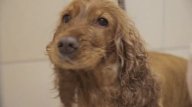 Yavru horoz İspanyol kürk kurutma işlemi