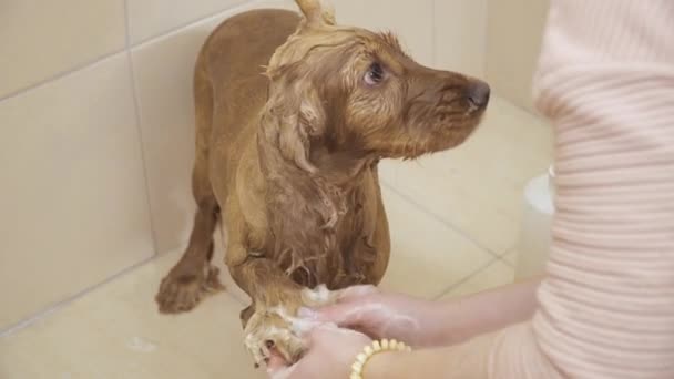 Vrouw wast poten van cocker spaniel in het bad in dierentuin salon — Stockvideo