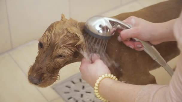 Proceso de lavado de piel dorada de cocker spaniel en el baño con ducha — Vídeo de stock