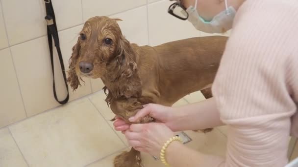 Kvinnliga tvättar cocker spaniel i badet — Stockvideo