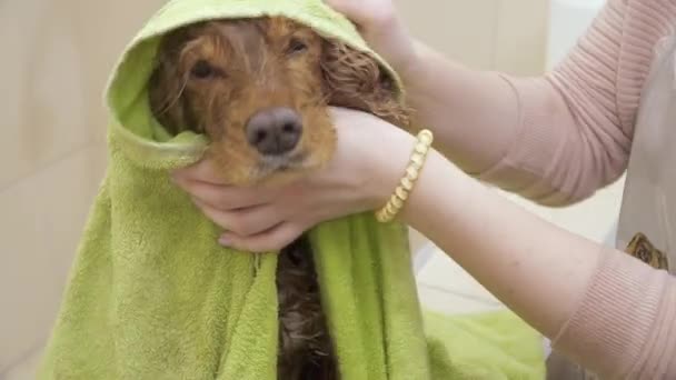 Female wipes cocker spaniel with towel after shower — Stockvideo