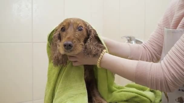 Kvinna torkar blöt hund efter dusch — Stockvideo