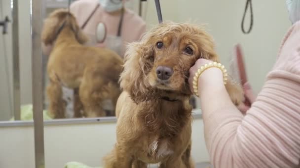 Groomer kammen vacht van de cockerspaniël — Stockvideo