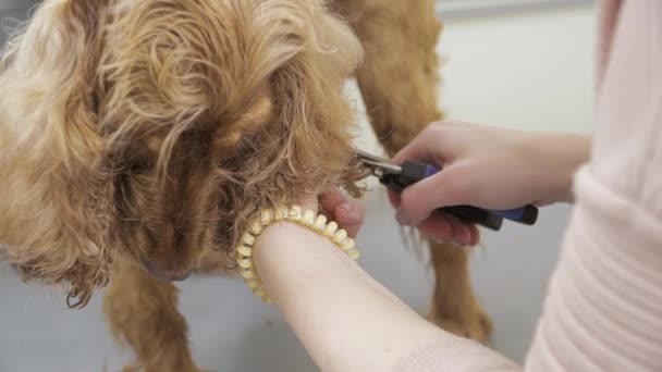 女人剪指甲的卡犬 — 图库视频影像