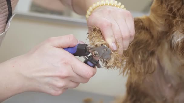 女子剪指甲的卡卡猎犬 — 图库视频影像
