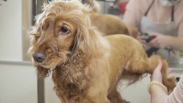 Groomer dries fur at dogs paws — Stock Video