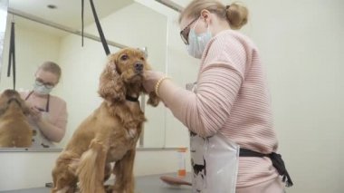 Damat tarak kürk cocker spaniel, kulaklara