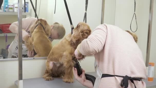 Woman dries fur of cocker spaniel in the salon — Stock Video