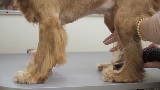 El peluquero seca las patas del gallo dorado spaniel — Vídeos de Stock