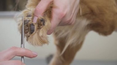 Damat kürk köpekler pençe keser.