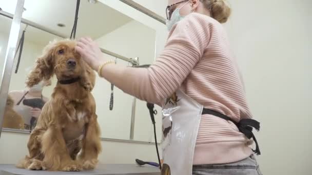 Pes vypukne od čeledín rukou během sušení jeho srst — Stock video