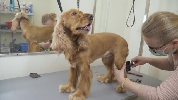Groomer combs and cuts fur of golden cocker spaniel — Stock Video