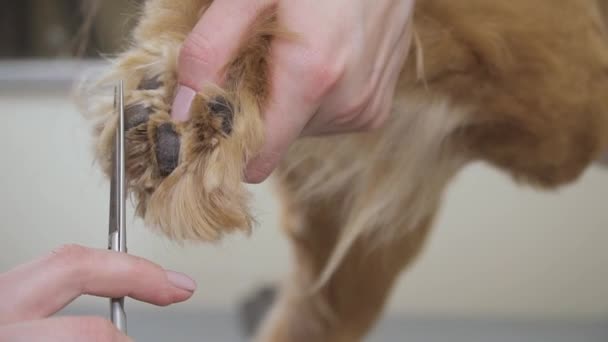 Groomer knipt vacht bij honden poot — Stockvideo