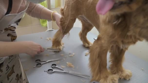 Groomer cuts fur of golden cocker spaniel — Stock Video