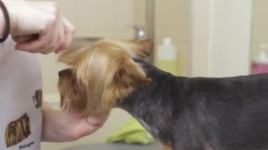Damat bir saç modeli küçük bir yorkshire terrier olarak yapar.
