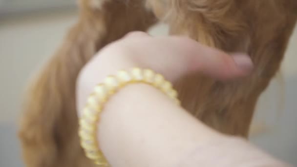 Groomer snijdt gouden honden vacht met een schaar — Stockvideo