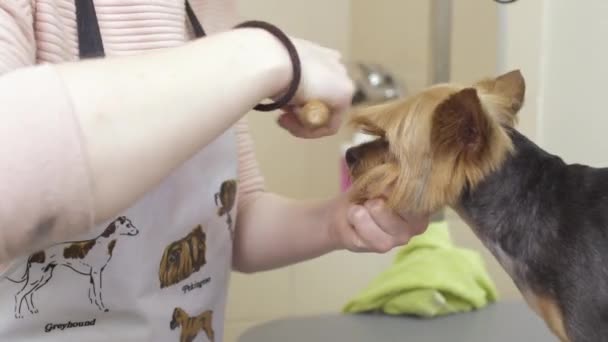 Groomer skär och kammar pälsen på yorkshire terrier — Stockvideo