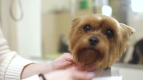 Peignes féminins yorkshire terrier — Video