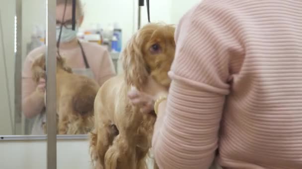 Groomer takes off the lead from dog after procedures in zoo salon — Stock Video