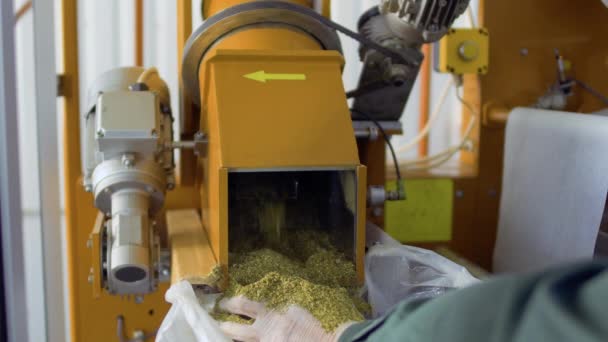 Man shovel herbal tea from machine into bag, tea factory
