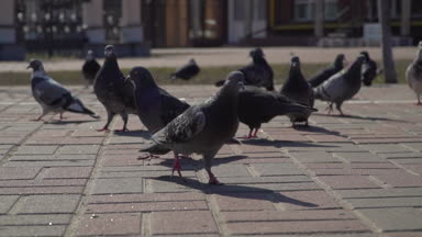 Güvercinler kentsel Road