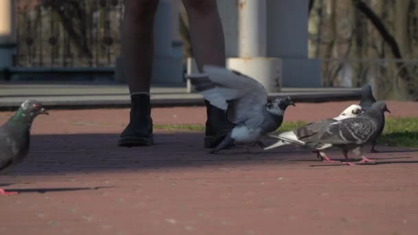 Menina alimenta pombos — Vídeo de Stock