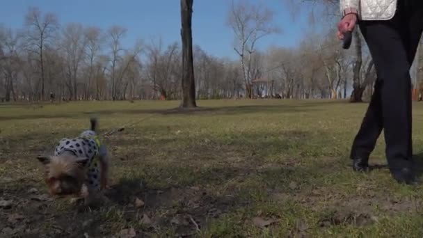 Velha mulher caminha com pouco cão no parque — Vídeo de Stock